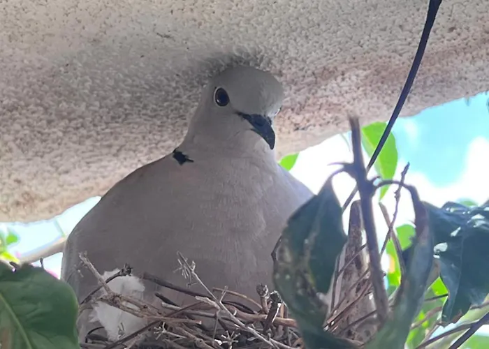 Casa Gatti - Autentica Casa Canaria Nel Cuore Di Lanzarote Gasthuis 3*